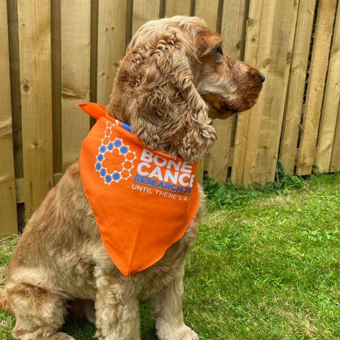 Dog Bandana